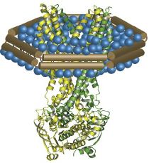 Magic™ Cell-Free Membrane Protein Expressions into Nanodiscs